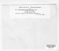 Paracercosporidium microsorum image